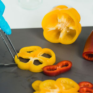 Bell peppers cut by scientific instruments from hands in surgical gloves