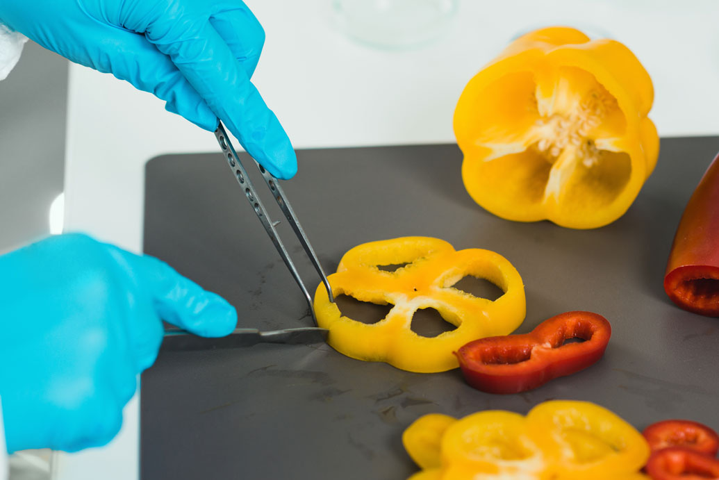 Bell pepper being sliced with scientific tools by hands ith gloves